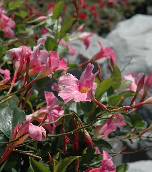 sun parasol pretty pink mandevilla