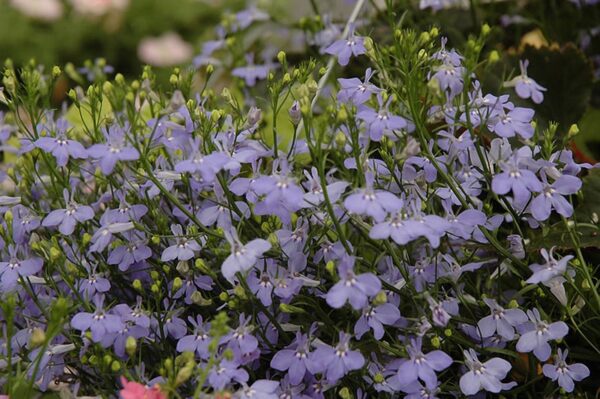 Laguna Sky Blue Lobelia - Calloway's Nursery