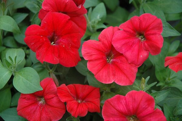 Hurrah™ Red Petunia | Calloway's Nursery