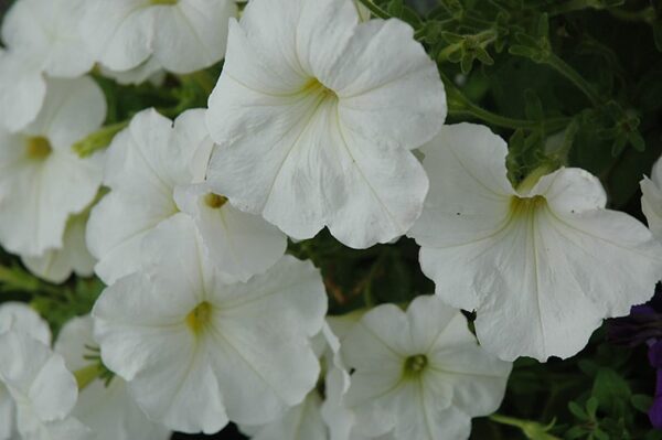 Hurrah™ White Petunia | Calloway's Nursery