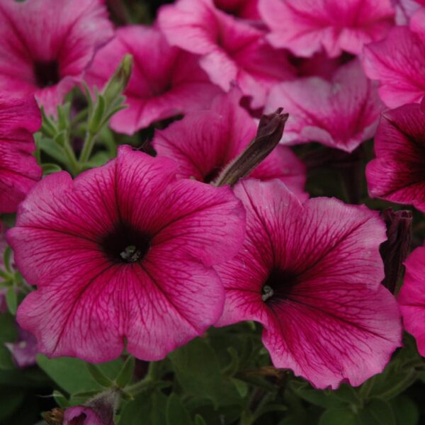 Hurrah™ Plum Petunia