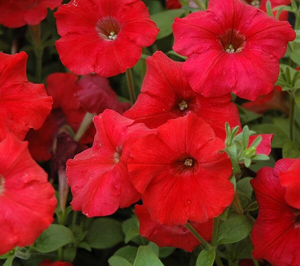 easy wave red petunia