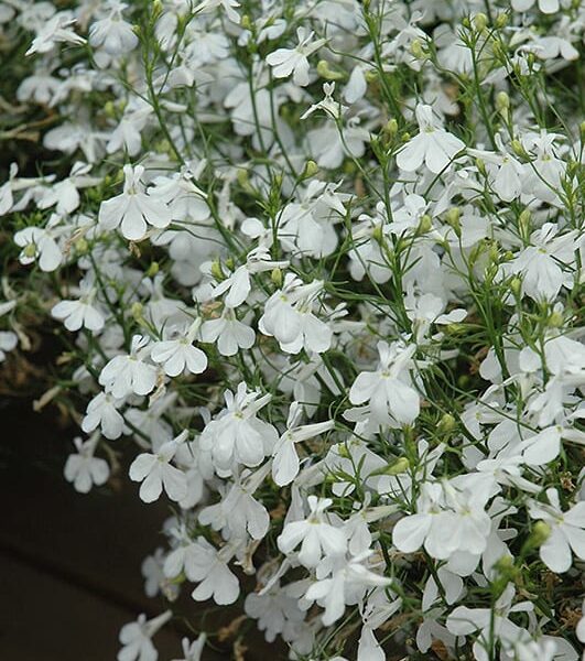 techno heat white lobelia