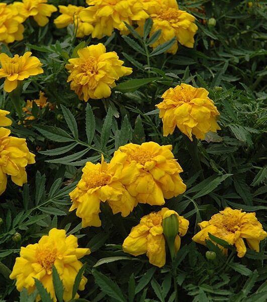 Durango yellow marigold