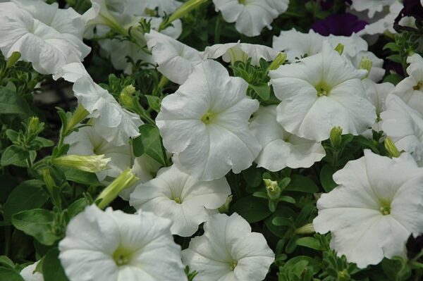 Easy Wave White Petunia | Calloway's Nursery