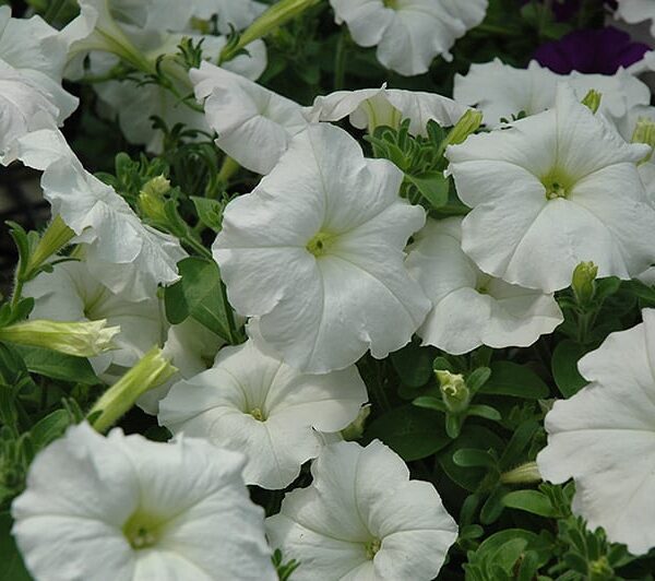 easy wave white petunia