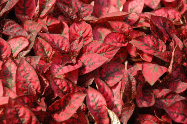 Splash Select™ Red Polka Dot Plant