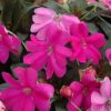 sunpatiens compact lilac New Guinea impatiens