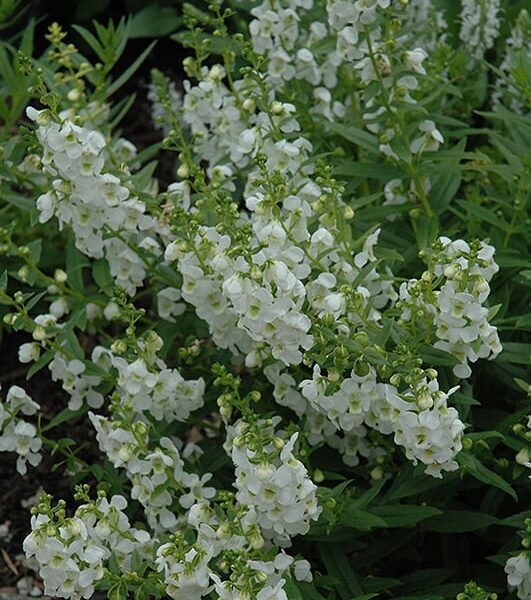 archangel white angelonia