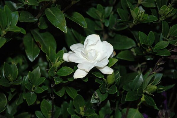 jubilation gardenia