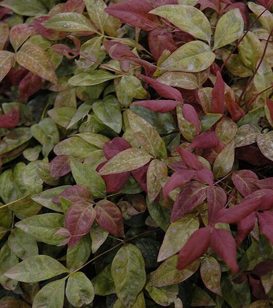 blush pink nandina