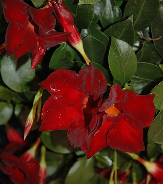 sun parasol giant crimson mandevilla