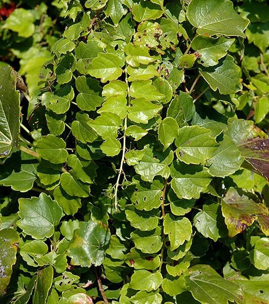 green showers boston ivy