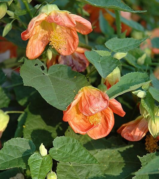 Lucky Lantern Tangerine Abutilon