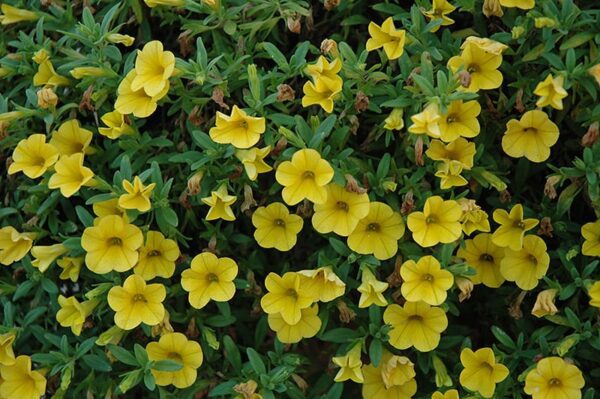 cabaret deep yellow calibrachoa