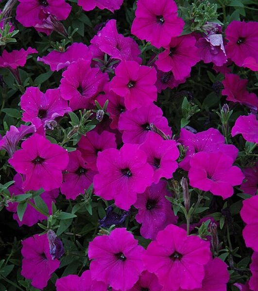 easy wave violet petunia