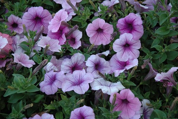 Easy Wave Plum Vein Petunia | Calloway's Nursery