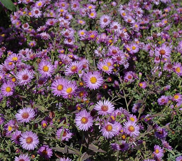 Woods Purple Aster