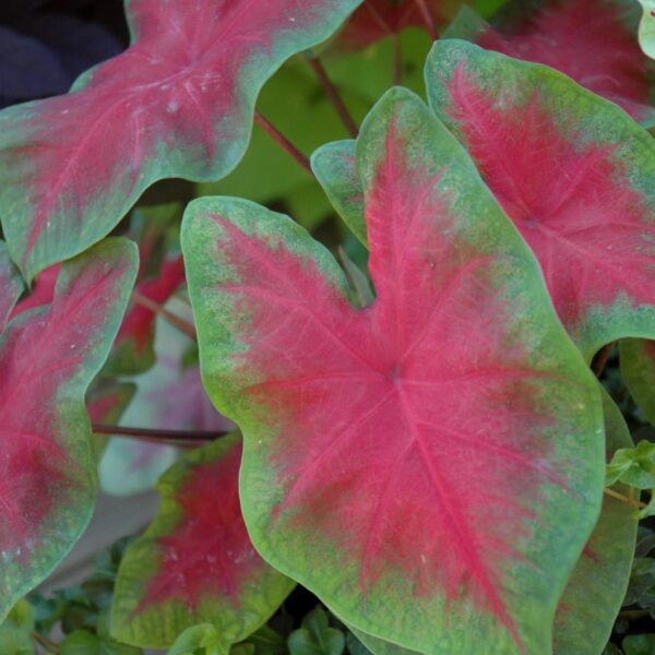 John Peed Caladium