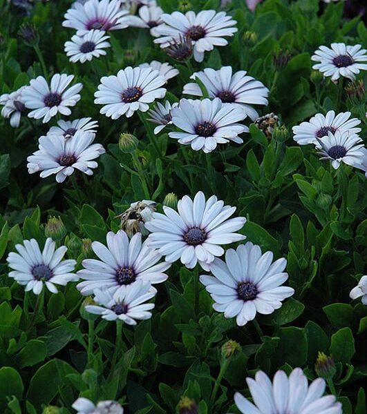 akita white African daisy