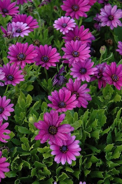 Akila Purple African Daisy - Calloway's Nursery