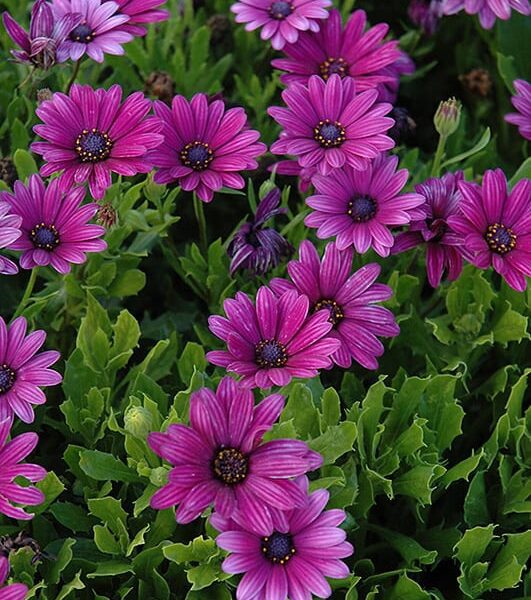 akita purple African daisy