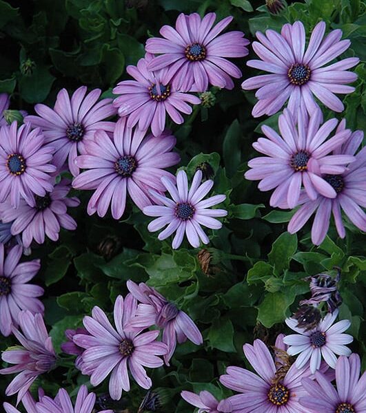 akita lavender shades African daisy