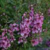 archangel dark rose angelonia