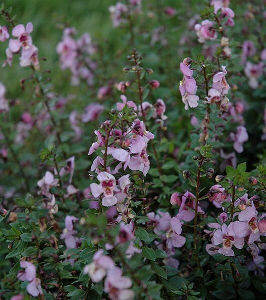 archangel pink angelonia