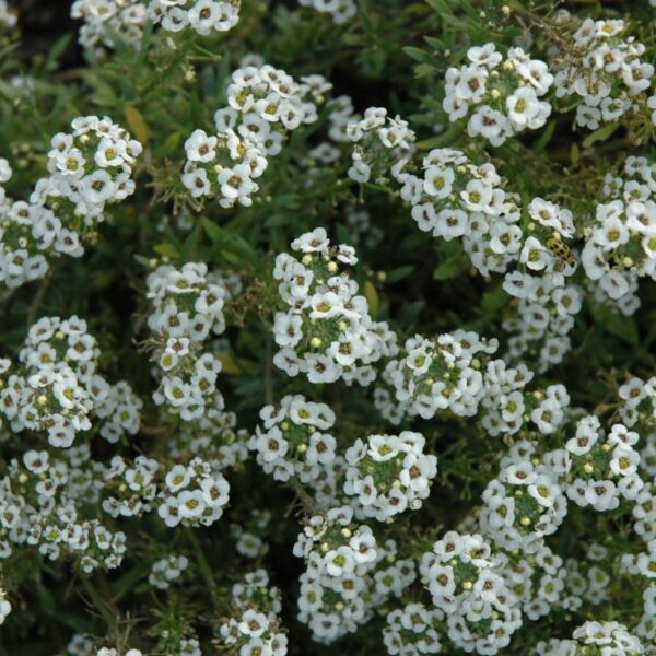 Clear Crystal White Sweet Alyssum