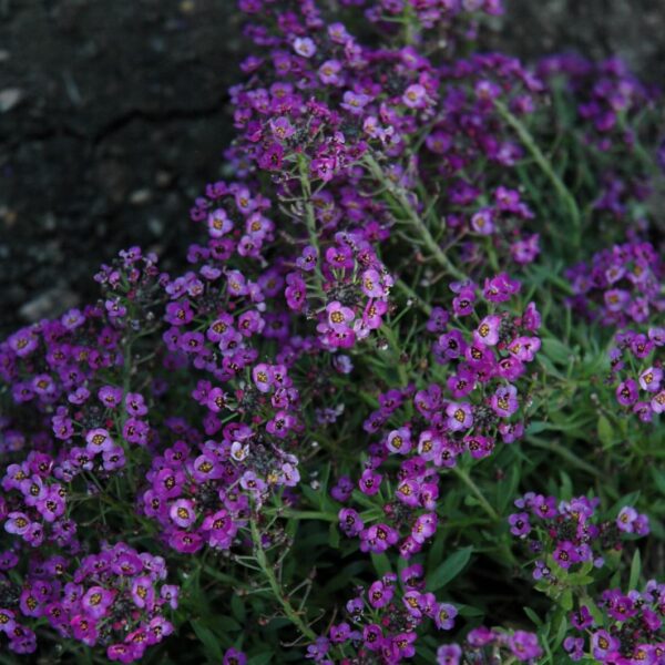 Clear Crystal Purple Shades Sweet Alyssum