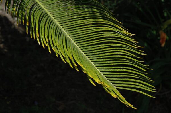 Japanese sago palm