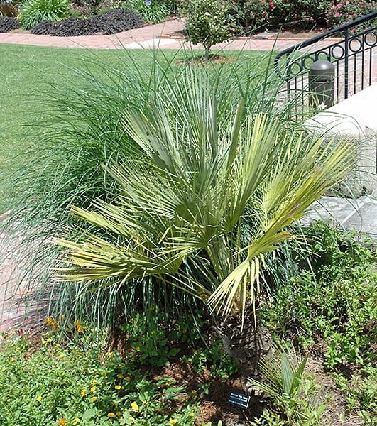 Mexican fan palm