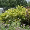 variegated shell ginger