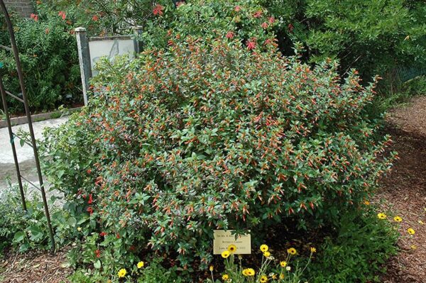 firecracker plant