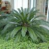 Japanese sago palm