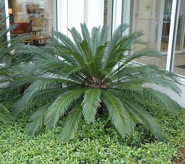 Japanese sago palm