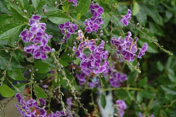 Sapphire Showers Duranta