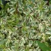 twist of lime glossy abelia