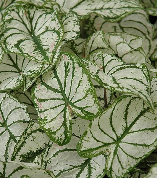 White Christmas Caladium