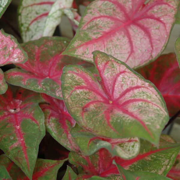 Fannie Munson Caladium