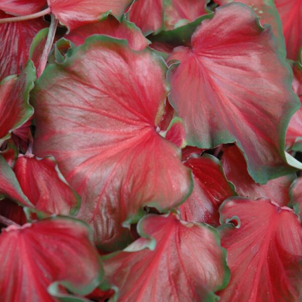 Red Frill Caladium