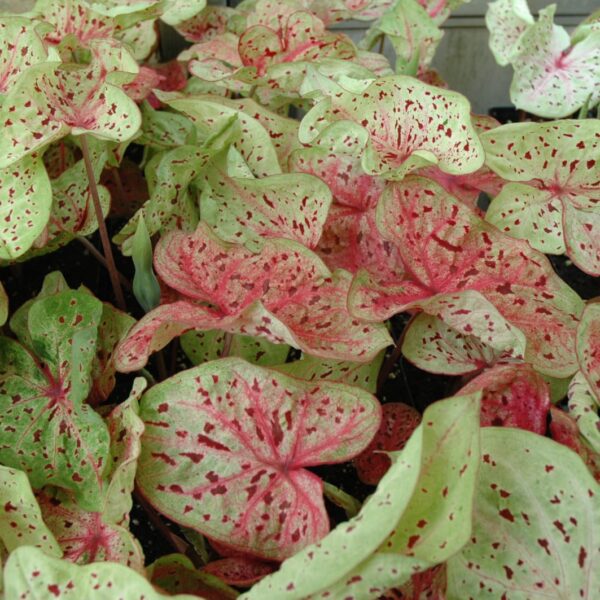 Miss Muffet Caladium