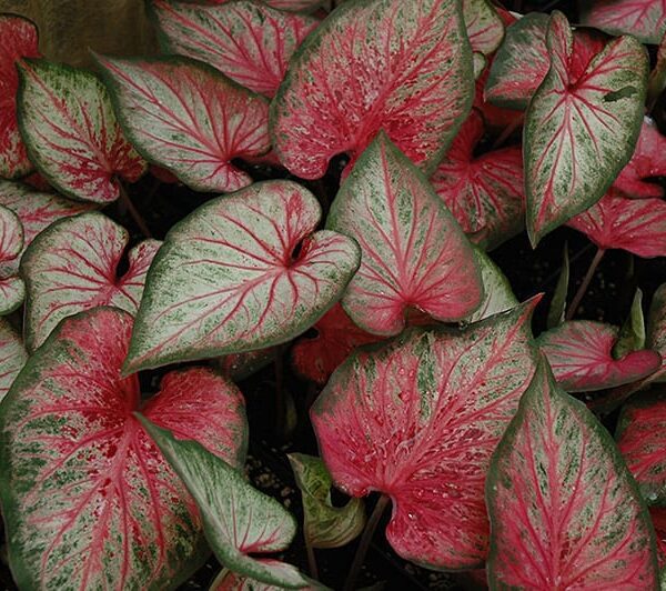 Carolyn Whorton Caladium