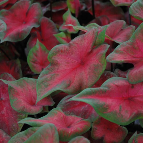 Postman Joyner Caladium