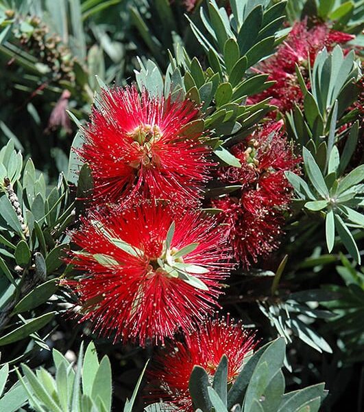 Little John Dwarf Bottlebrush