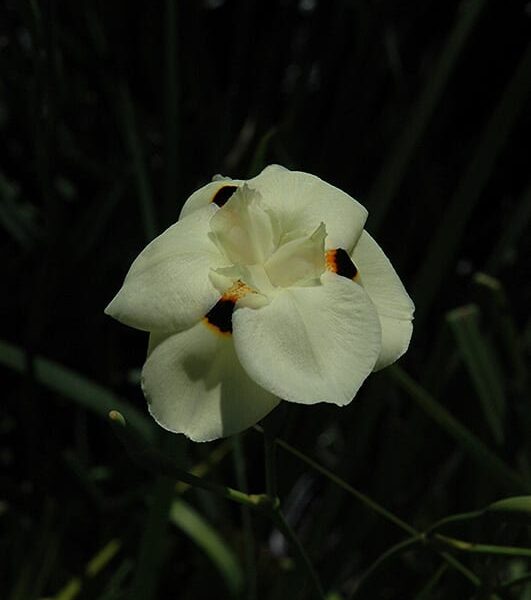 bicolor African iris