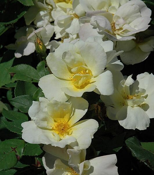 sunny knock out rose