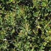 dwarf yaupon holly