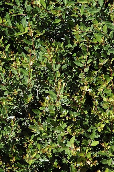 Dwarf Yaupon Holly Plant | Calloway's Nursery